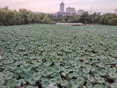 -长春市南湖公园