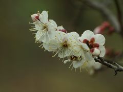 -苏州上方山国家森林公园