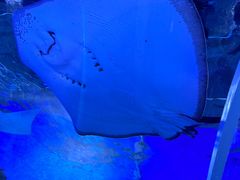 -顺德南宏海立方海洋公园
