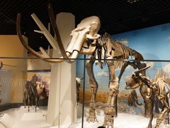 -国家自然博物馆