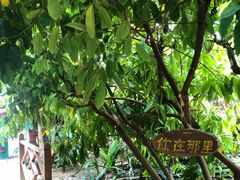-呀路古热带植物园