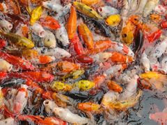 -苏苑饭店-中餐厅(长桥地区店)