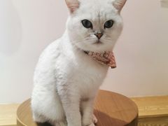 -Heymao猫咖.咖啡厅(东门店)