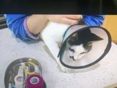 -宠颐生宠物医院·心肾内科·猫专科诊疗中心宠巢店