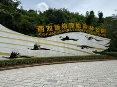 -西双版纳原始森林公园