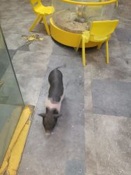 -神奇动物撸宠馆·羊驼·小浣熊·异宠(豫园店)