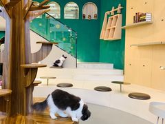 -飞行喵MR PILOT|猫舍·猫咖(静安大融城店)