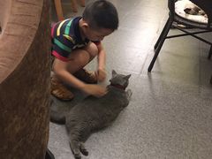 -猫色咖啡·猫咖