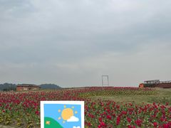 -空港花田景区