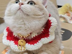 -安安宠医宠物医院·异宠·犬猫内科(岳阳分院)