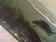 -红井路游艺炖锅·音乐餐吧(十渡店)