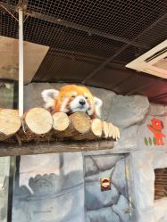 -Zoolung Zoolung动物主题公园(海信广场店)