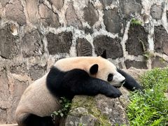 -都江堰中华大熊猫苑