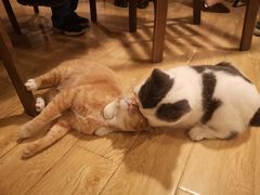 -Cappucimeow猫咪咖啡馆(韦伯时代店)