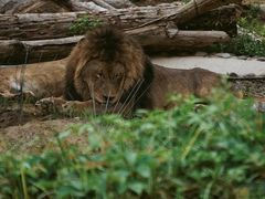 -北京野生动物园