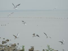 -深圳湾公园(南山区)