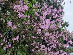 -庐山风景区花径公园