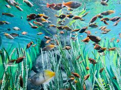 -上海海洋水族馆