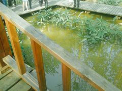 -合肥滨湖国家森林公园