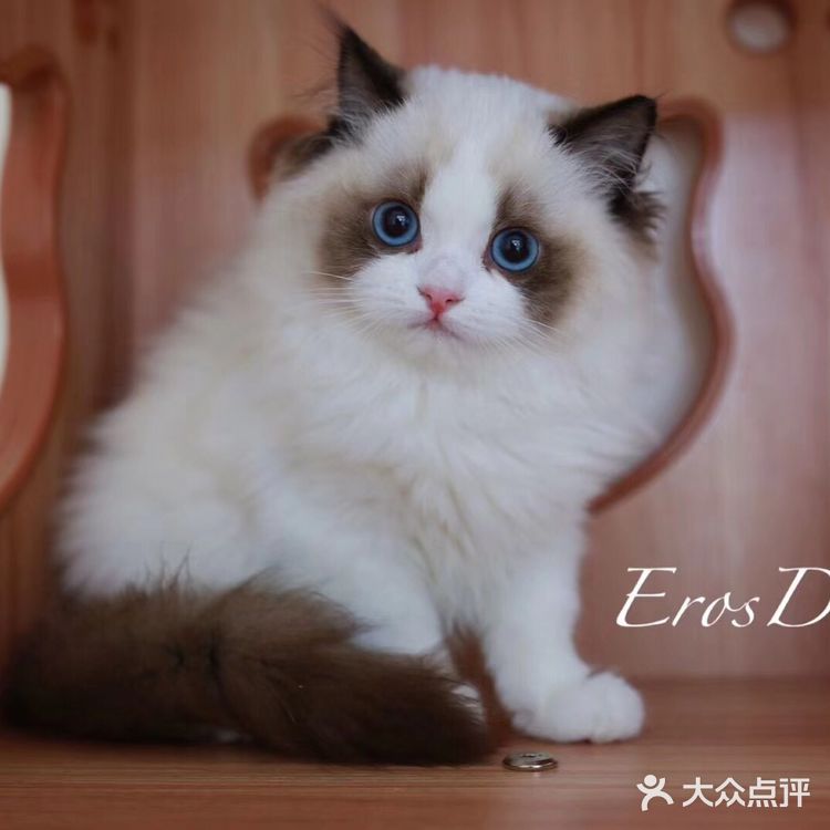 山猫绝对不是传统线，但是好多山猫却是传统型