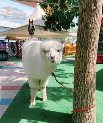 -萌宠亲子动物乐园(槐房万达店)