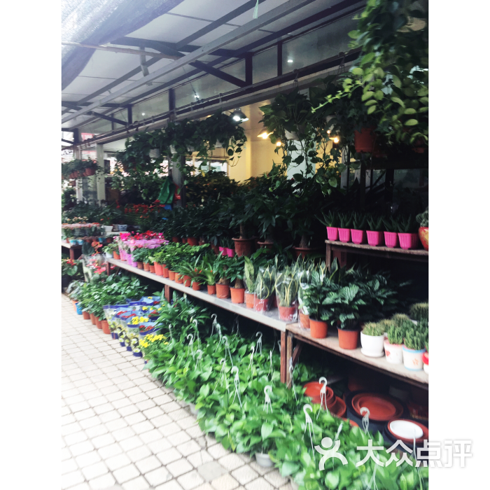 岚灵花鸟市场(灵石路店-图片-上海购物-大众点评网