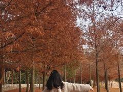 -上海海湾国家森林公园