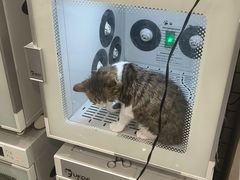 -钦宠·猫咪售卖·洗护·寄养(东圃旗舰店)