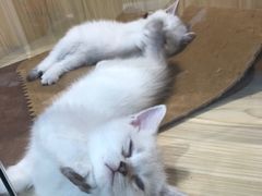 -屋虎猫馆(宝安大仟里店)