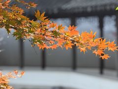 -秋霞圃