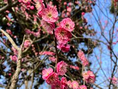 -梅花山(明孝陵内)