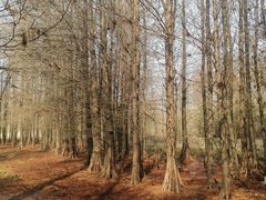 -溱湖国家湿地公园