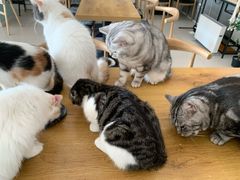 -平行世界·猫咖(首经贸店)