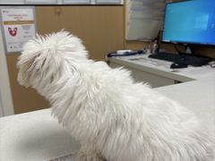 -瑞派康怡24h宠物医院·犬猫医疗中心·微创绝育(瑞景分院)