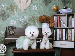 -超宠爱宠物摄影-Super pet