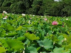 -贵阳市花溪国家城市湿地公园
