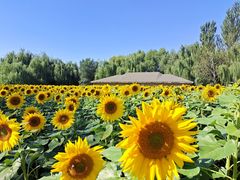 -长白岛森林公园