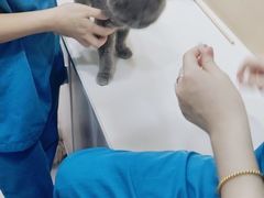 -安安宠物医院(情缘分院)