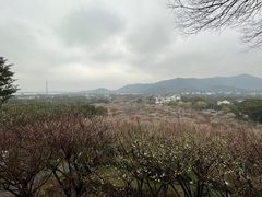 -香雪海