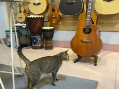 -旅程琴行吉他培训·吉他专卖