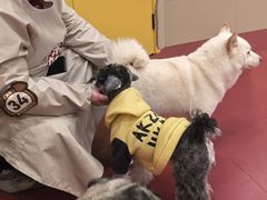 -和它·交个朋友·狗咖猫咖(爱琴海店)