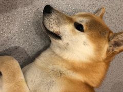 -喜柴咖啡·柴犬狗咖