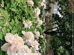 -洛阳市隋唐城遗址植物园