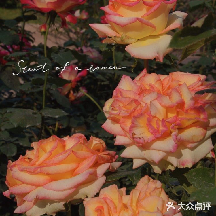 深圳花海公园⛲️|如油画般的月季花悄悄开了🌹