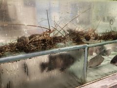 -岭南汇海鲜酒家·粤菜·手工茶点(蛇口店)