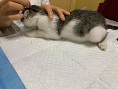 -宠颐生维康宠物医院(金丰店)