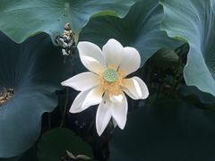 -小王府(什刹海店)