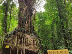 -莫里热带雨林景区