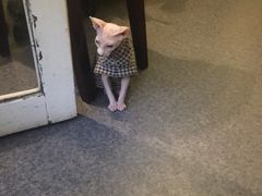 -猫色咖啡·猫咖