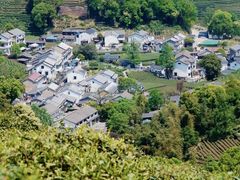 -十八棵（老龙井）御茶园(老龙井店)